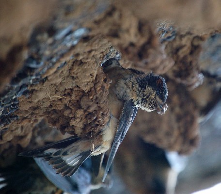 Preuss's Cliff Swallow