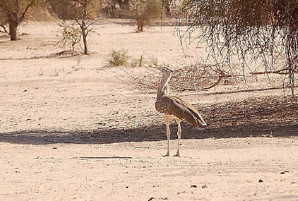 Arabian Bustard