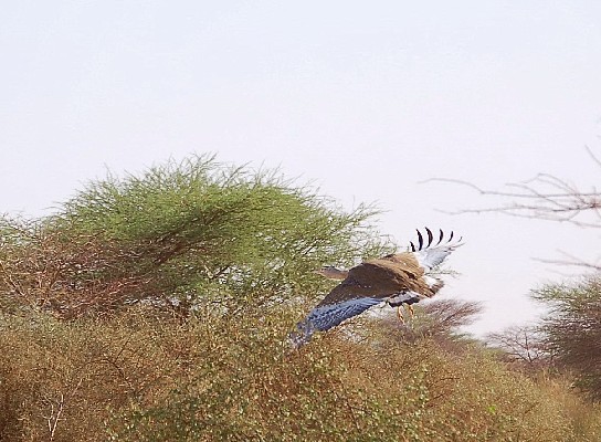 Arabian Bustard