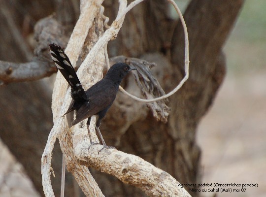 Black Scrub Robin