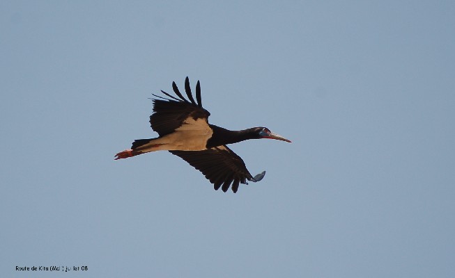 Abdim's Stork 