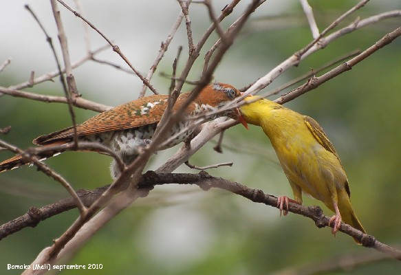 Dideric Cuckoo