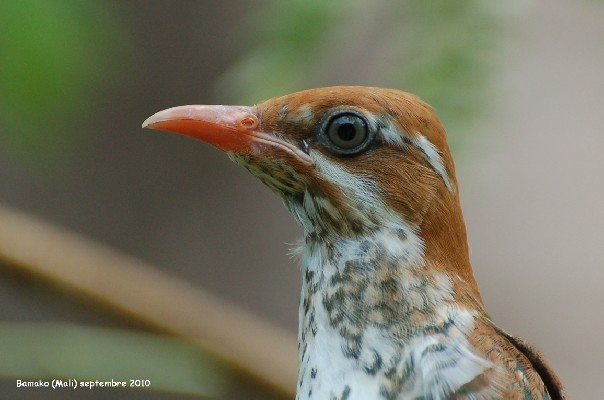 Dideric Cuckoo