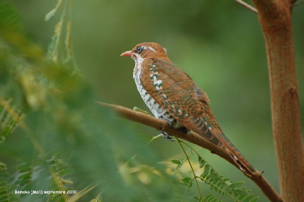 Dideric Cuckoo
