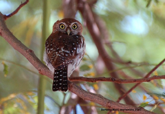 Pearl-spotted Owlet
