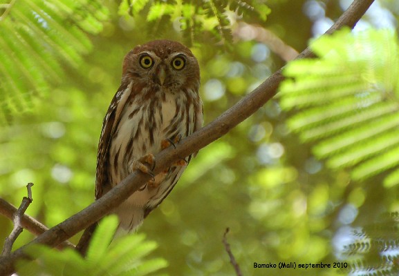 Pearl-spotted Owlet