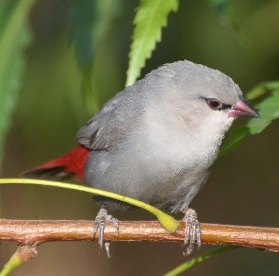 Lavender Waxbill