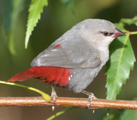 Lavender Waxbill