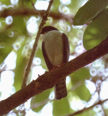 Red-thighed Sparrowhawk