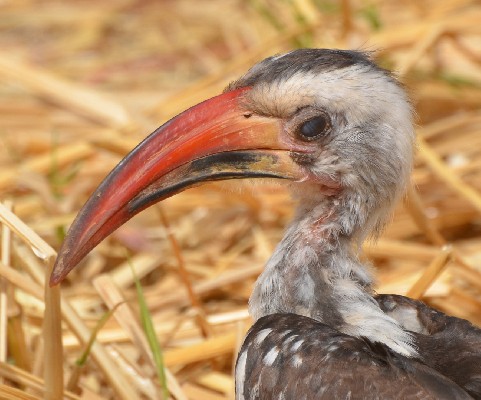 Red-billed Hornbill