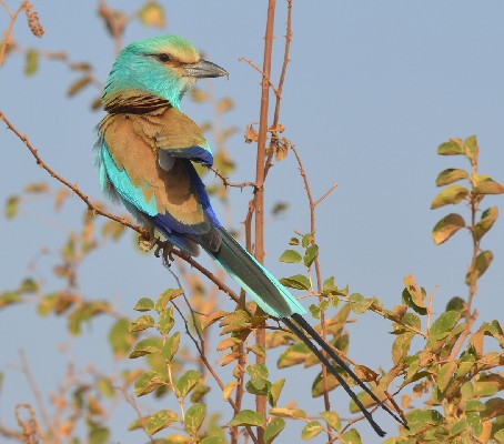 Abyssinian Roller