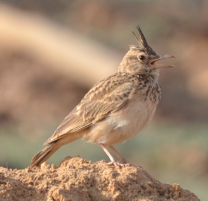 Crested Lark