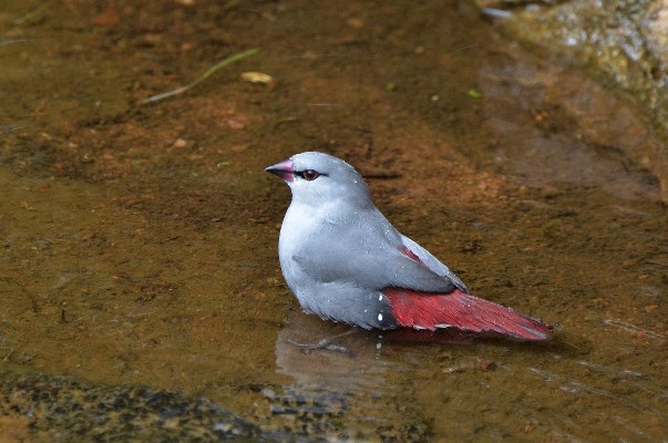 Lavender Waxbill