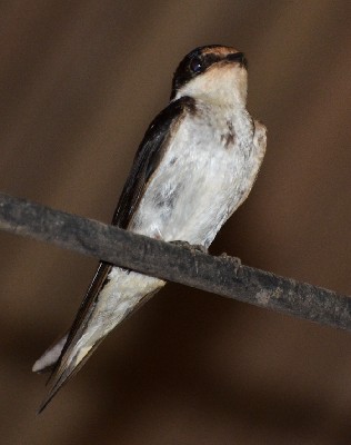 au repos le soir sous une paillotte