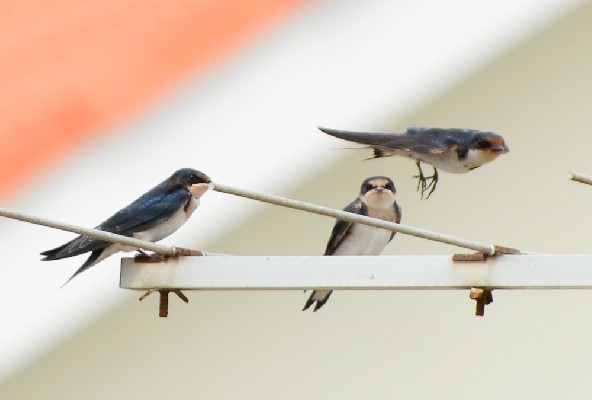 Ethiopian Swallows sur mon toit