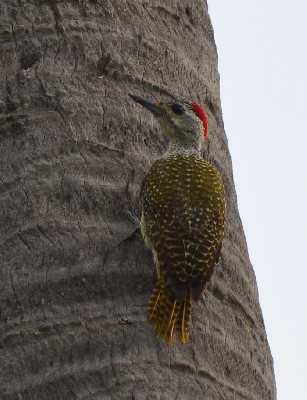 Fine-spotted Woodpecker