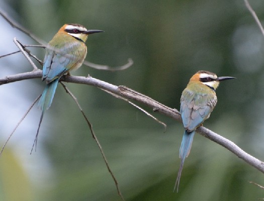 White-throated Bee-eater
