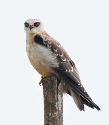 Black-shouldered Kite