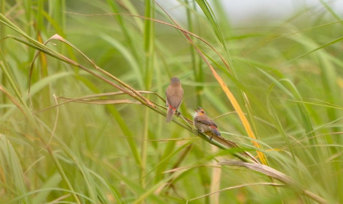 Orange-cheeked Waxbill