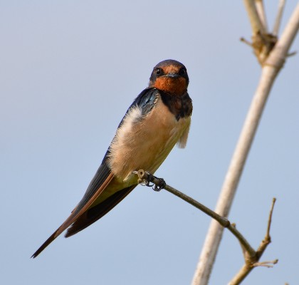 Barn Swallow