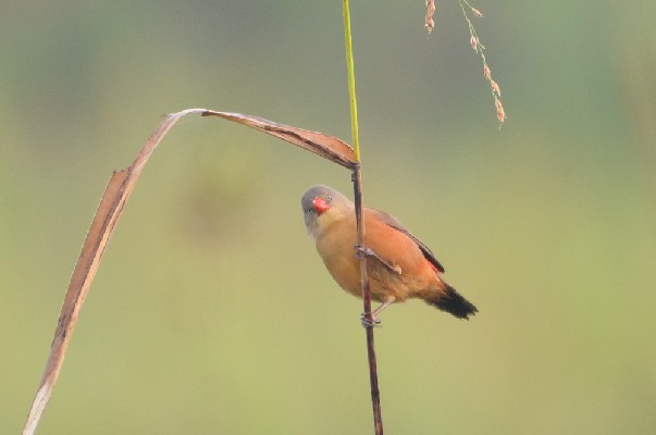 Anambra Waxbill about 30 birds
