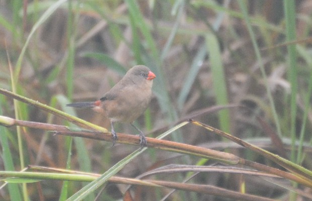 Anambra Waxbill