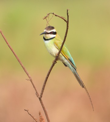 White-throated Bee-eater