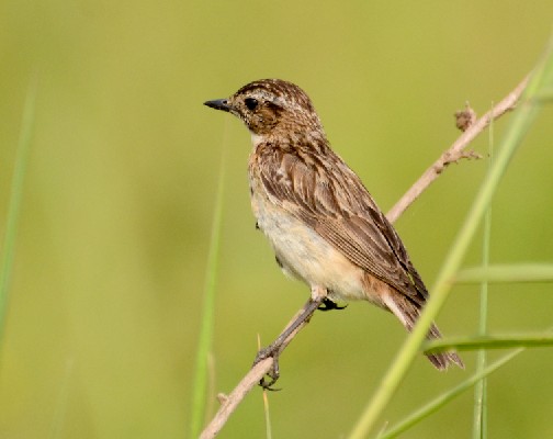 Whinchat