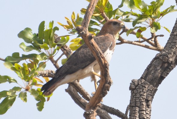Red-necked Buzzard