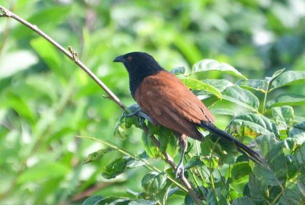 Black Coucal
