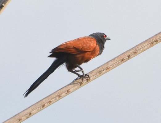 Black Coucal