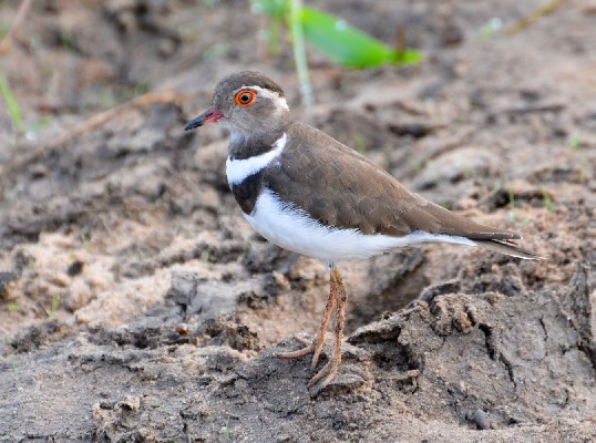 Forbes's Plover