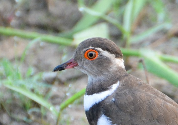 Forbes's Plover