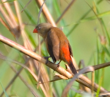 Anambra Waxbill
