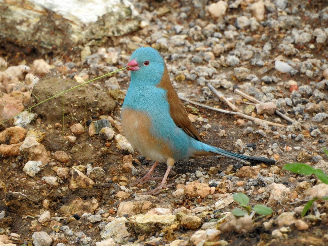 Blue-capped Cordonblue