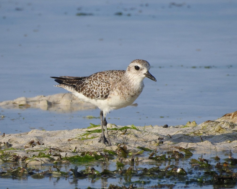 Grey Plover