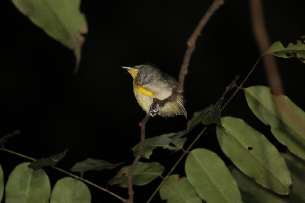 Yellow-bellied Wattle-eye at night