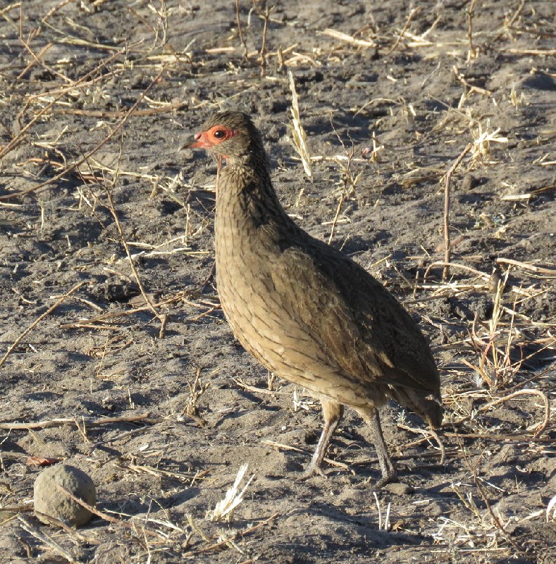 Swainson's Spurfowl, Chobe National Park