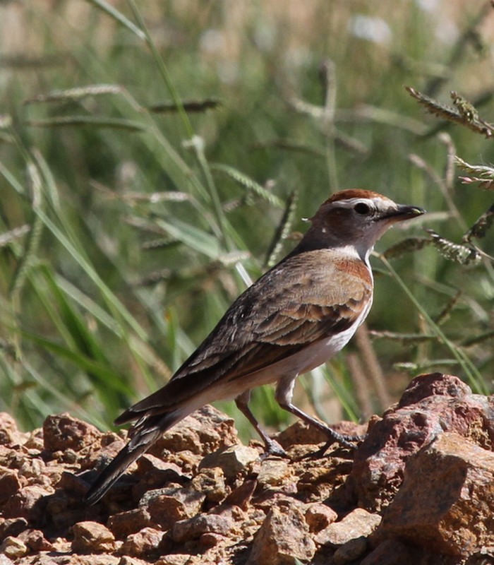 Finding food on roadside verge.