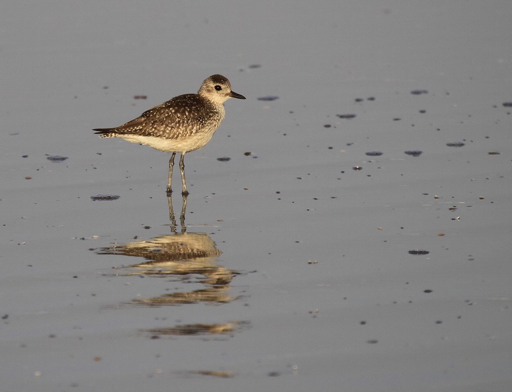 Pluvialis squatarola