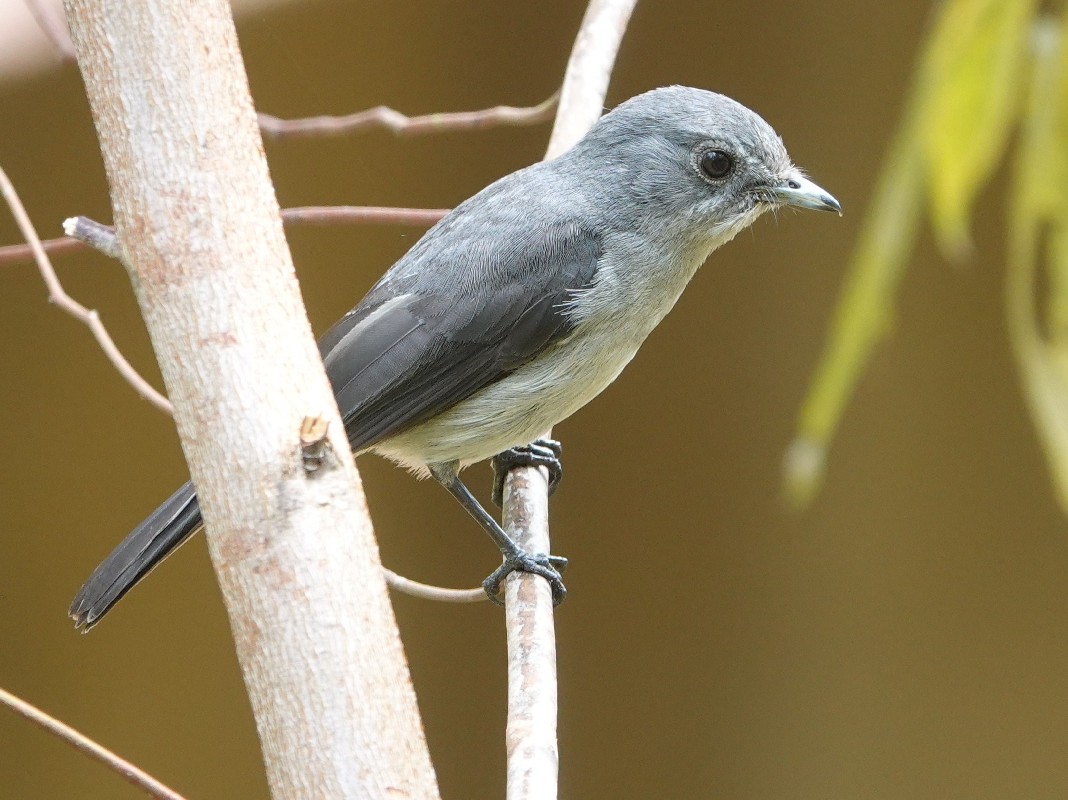 White-eyed Slaty Flycatcher