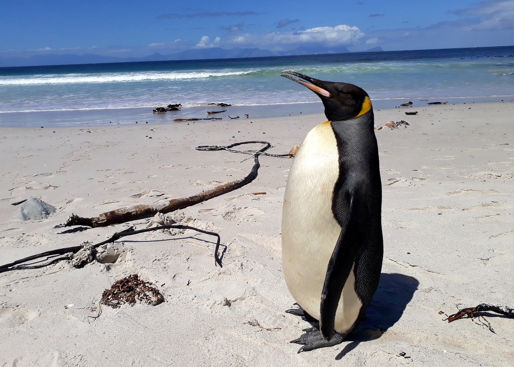 King Penguin