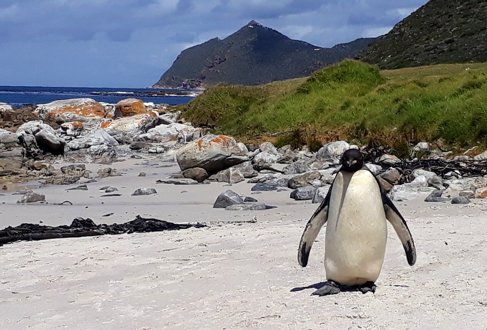 King Penguin