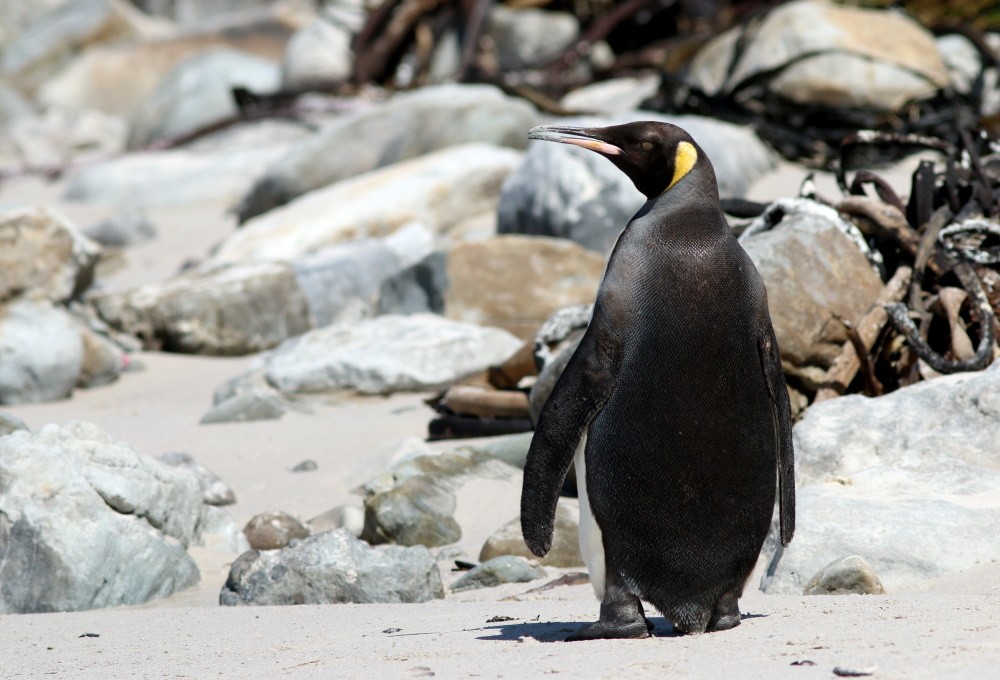 King Penguin