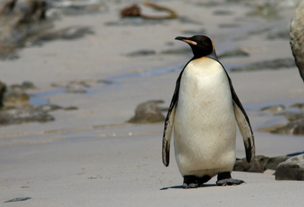 King Penguin