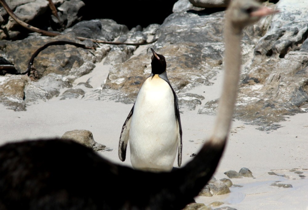 King Penguin
