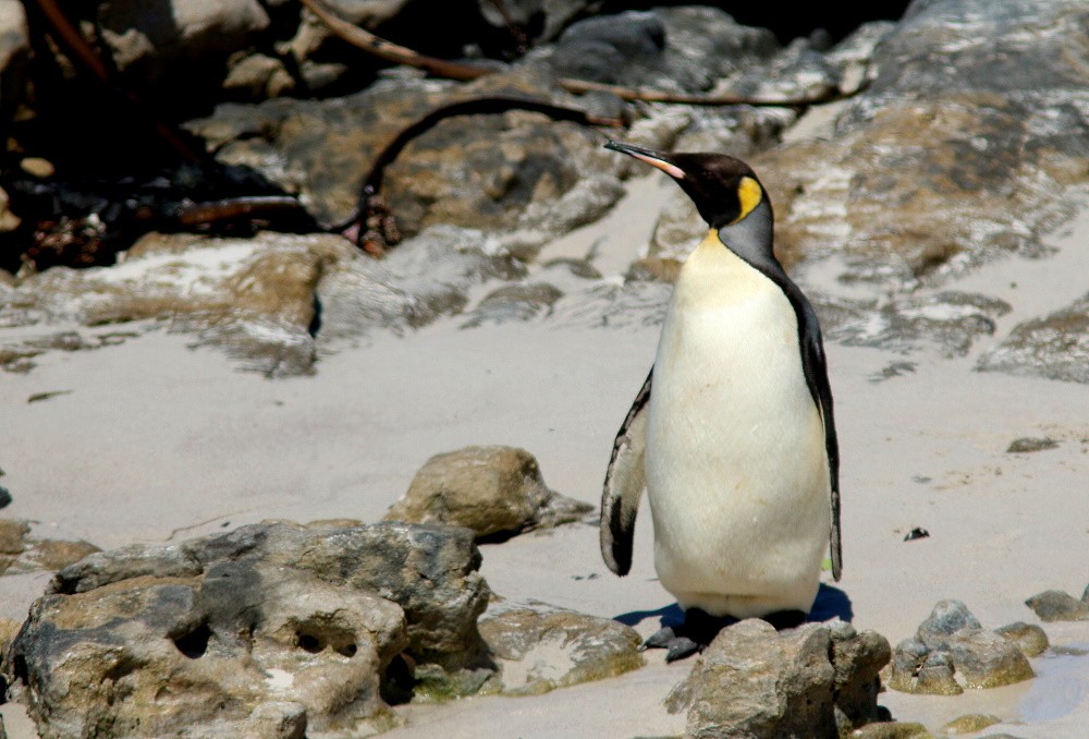 King Penguin