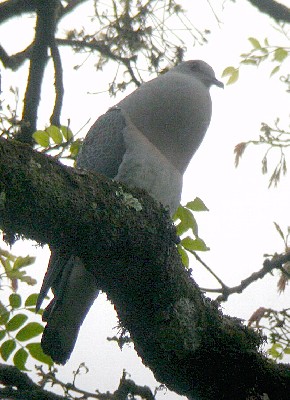 Afep Pigeon