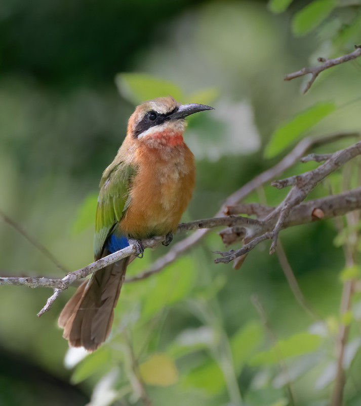 Tanzania Ruaha National Park
