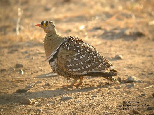 Double-banded Sangrouse